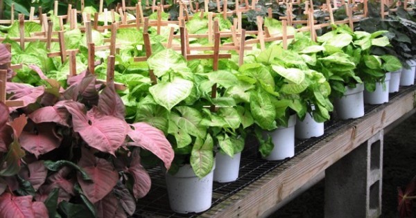 Syngonium: The Feng Shui, Air Purifying and Hard to Kill Plant