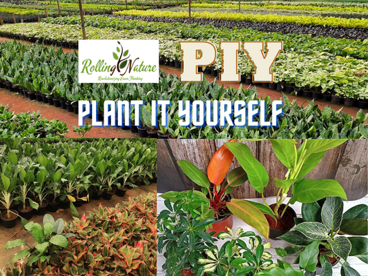 Delightful range of Plant It Yourself (PIY) 🌿 by Rolling Nature