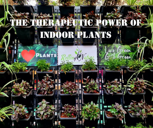 The Therapeutic Power of Indoor Plants