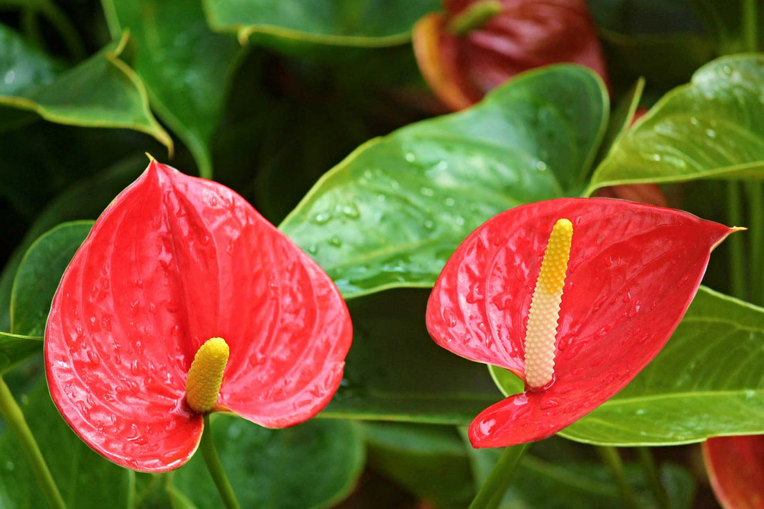Anthurium : Perfect Houseplant for Gifting