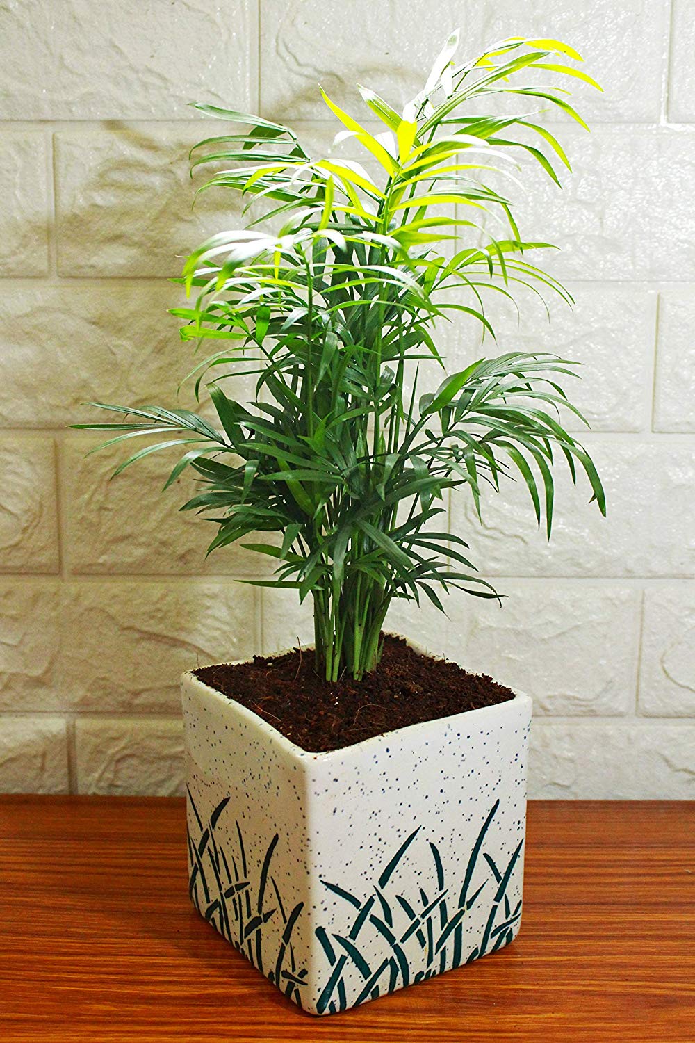 Air Purifying Good Luck Live Natural Plants in Exquisite Ceramic Pots. Best Indoor Plants online in India. Best green gifts for corporate or any occasions. Love plants as gifts. Low maintenance quality houseplants shipped all over India.