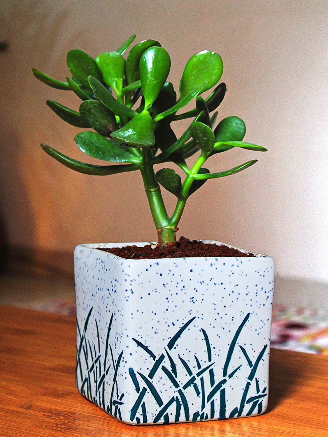 Air Purifying Good Luck Live Natural Plants in Exquisite Ceramic Pots. Best Indoor Plants online in India. Best green gifts for corporate or any occasions. Love plants as gifts. Crassula Jade quality houseplants shipped all over India.