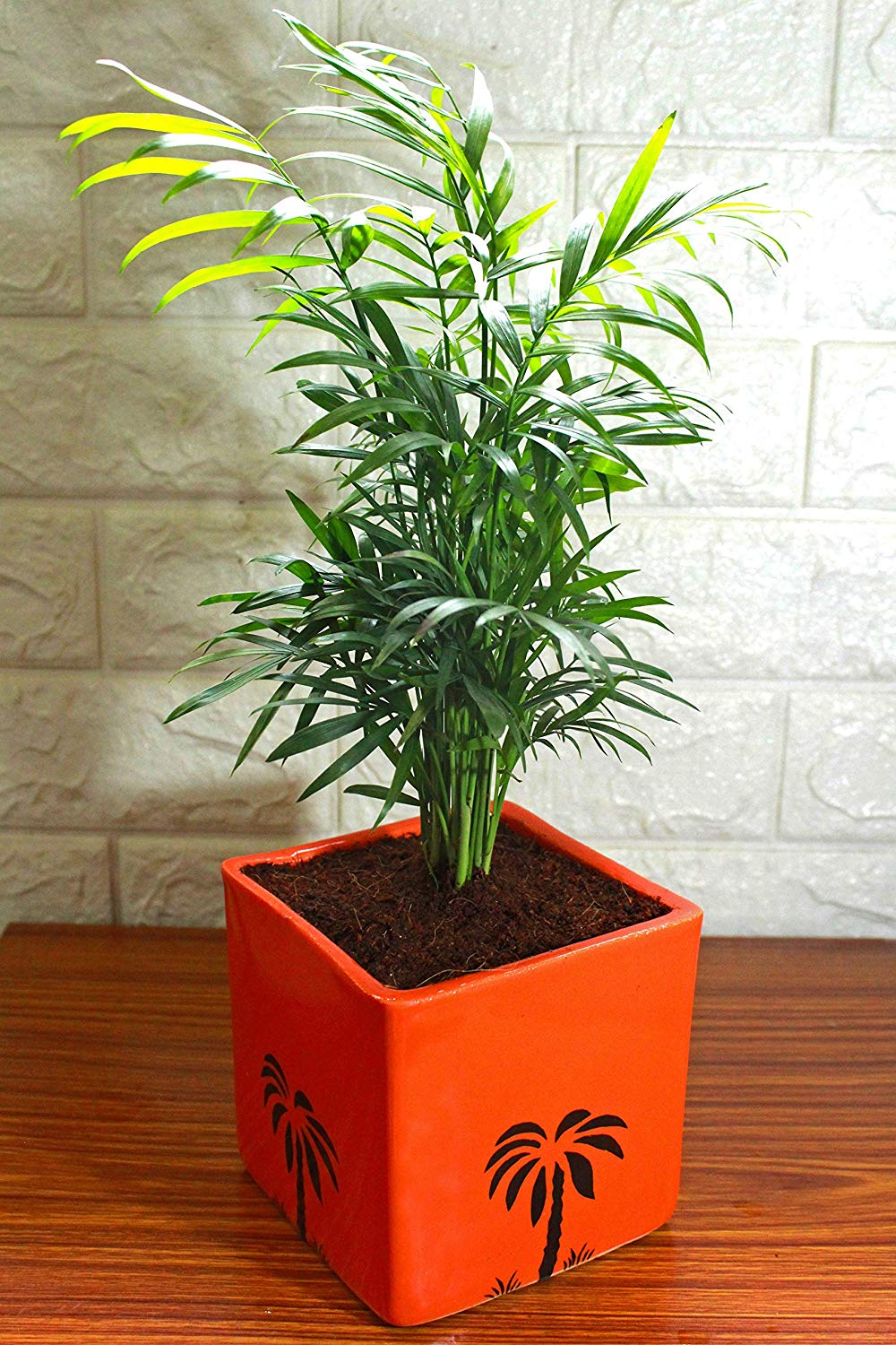 Air Purifying Good Luck Live Natural Plants in Exquisite Ceramic Pots. Best Indoor Plants online in India. Best green gifts for corporate or any occasions. Love plants as gifts. Low maintenance quality houseplants shipped all over India.