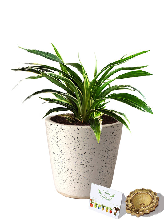 Rolling Nature Diwali Gift Combo of Air Purifying Spider Plant in White Dew Bucket Ceramic Pot