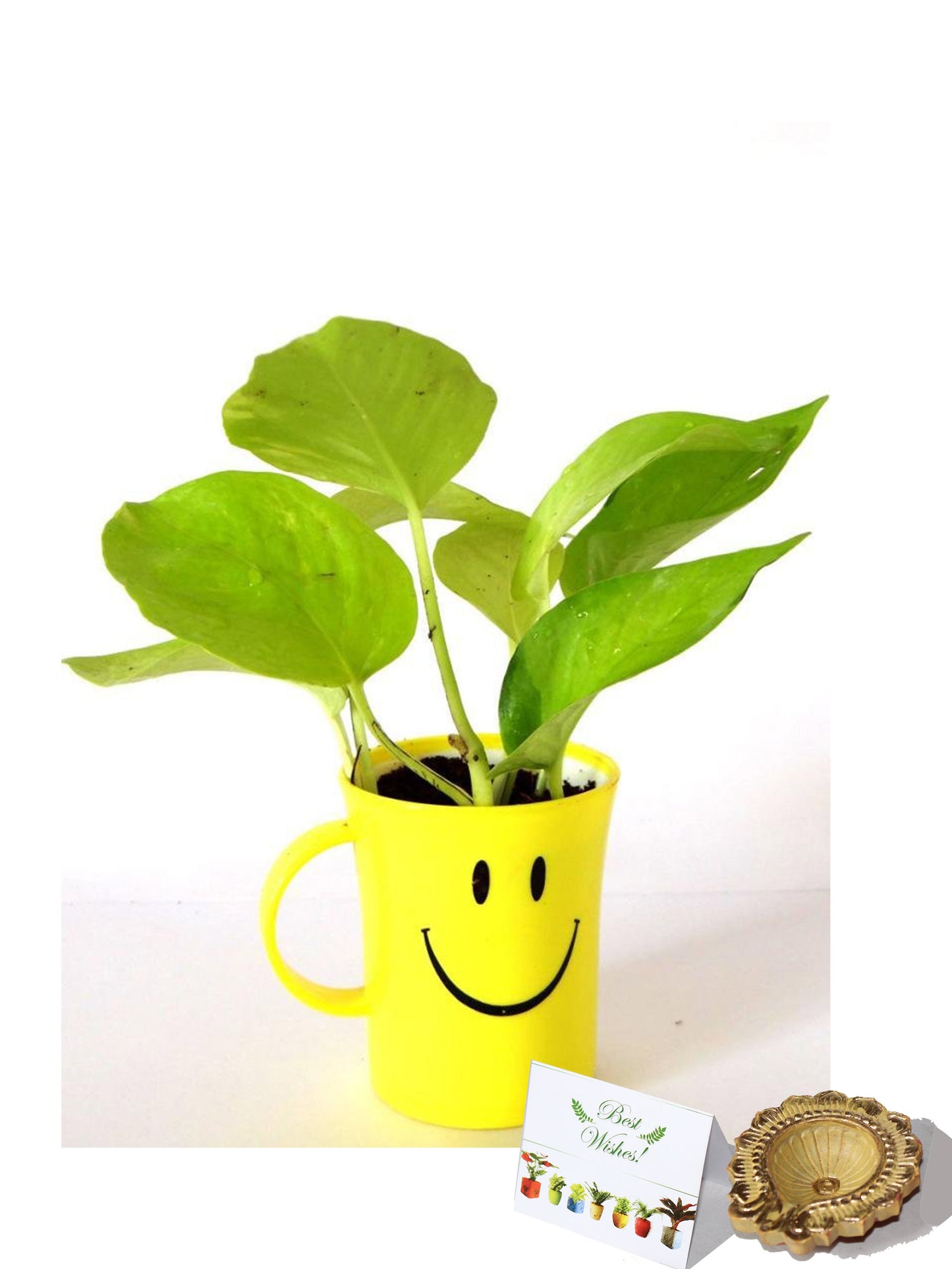 Rolling Nature Diwali Gift Combo of Good Luck Air Purifying Golden Pothos In Smiley Cup