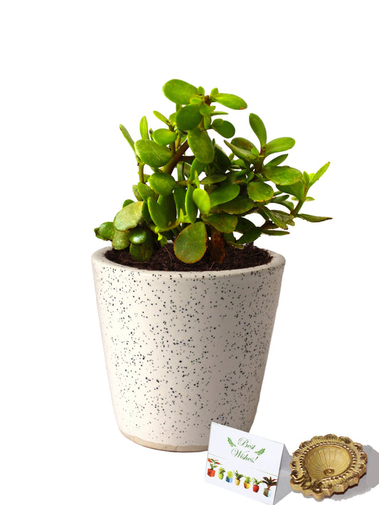 Rolling Nature Diwali Gift Combo of Good Luck Live Jade Plant in White Bucket Dew Ceramic Pot