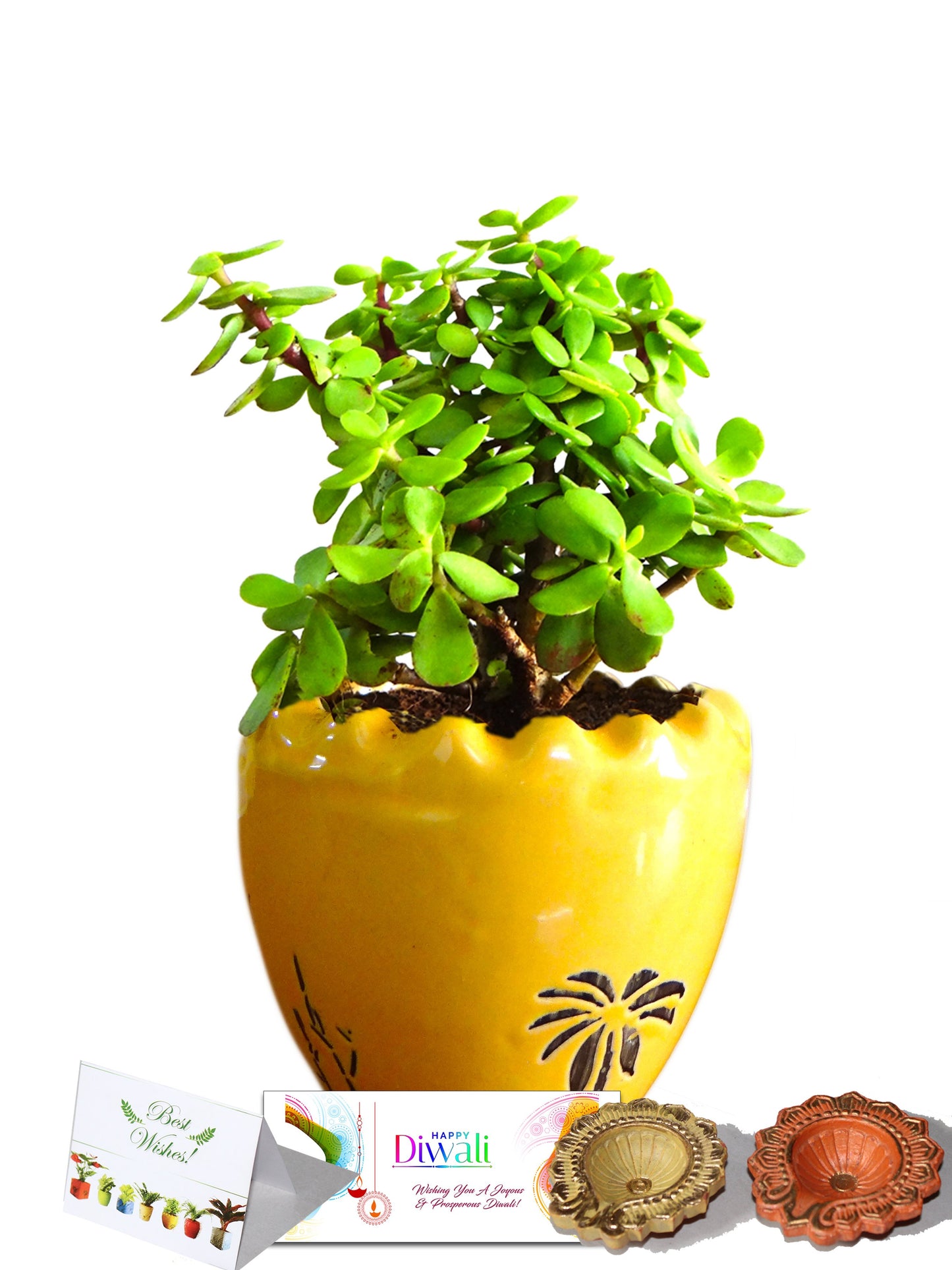 Rolling Nature Diwali Gift Combo of Good Luck Jade Plant In Yellow Ruffel Aroez Ceramic Pot
