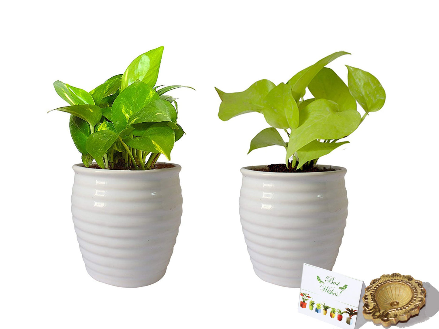 Rolling Nature Diwali Gift Combo of Good Luck Money Plant and Golden Pothos in White Ceramic Pot