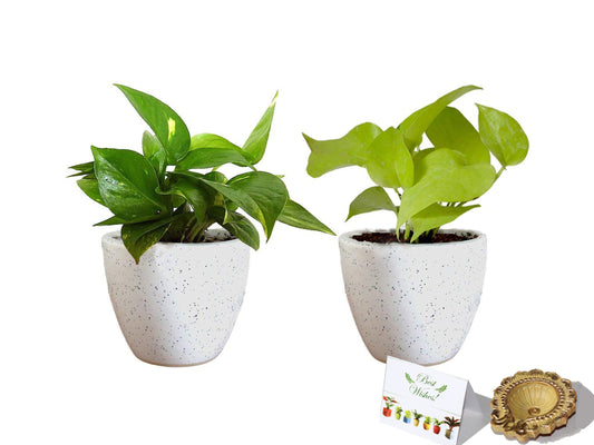 Rolling Nature Diwali Gift Combo of Good Luck Air Purifying  Money Plant and Golden Money Plant in White Round Dew Ceramic Pot