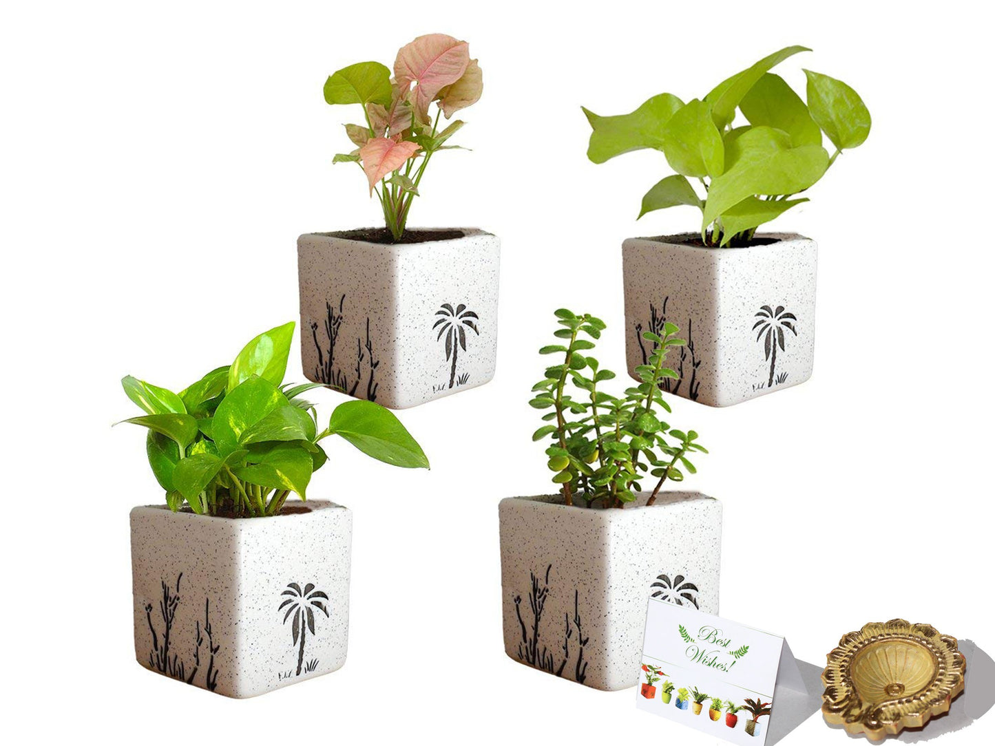 Rolling Nature Diwali Gift Combo of Good Luck Air Purifying Money Plant Golden Pothos Syngonium Pink and Jade in White Square Aroez Ceramic Pot