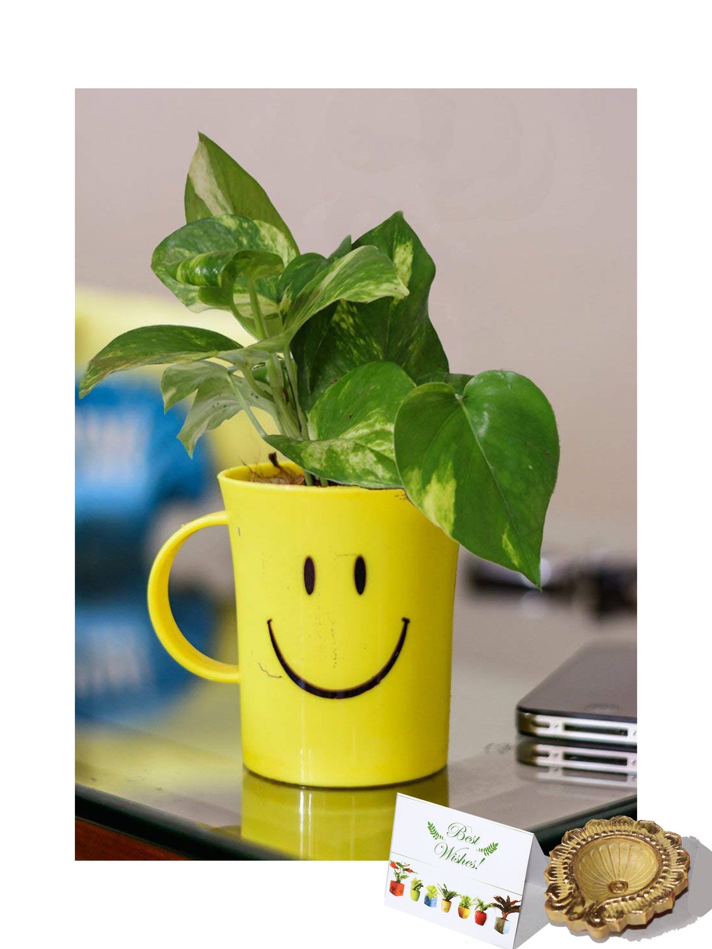 Rolling Nature Diwali Gift Combo of Good Luck Money Plant in Smiley Cup