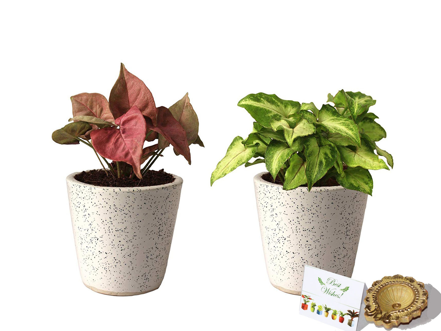 Rolling Nature Diwali Gift Combo of Good Luck Live Air Purifying Pink Syngonium and Green Syngonium Plant in White Bucket Dew Ceramic Pot