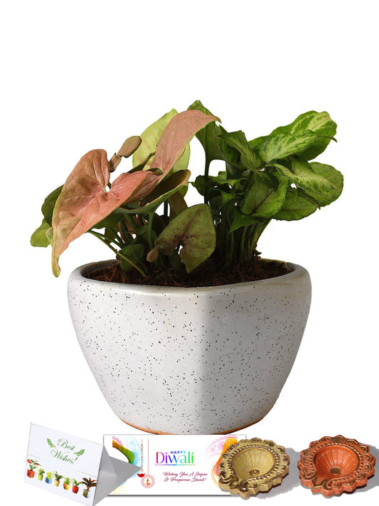 Rolling Nature Diwali Gift Combo of Good Luck Air Purifying Syngonium Plants Duet in White Heart Ceramic Pot