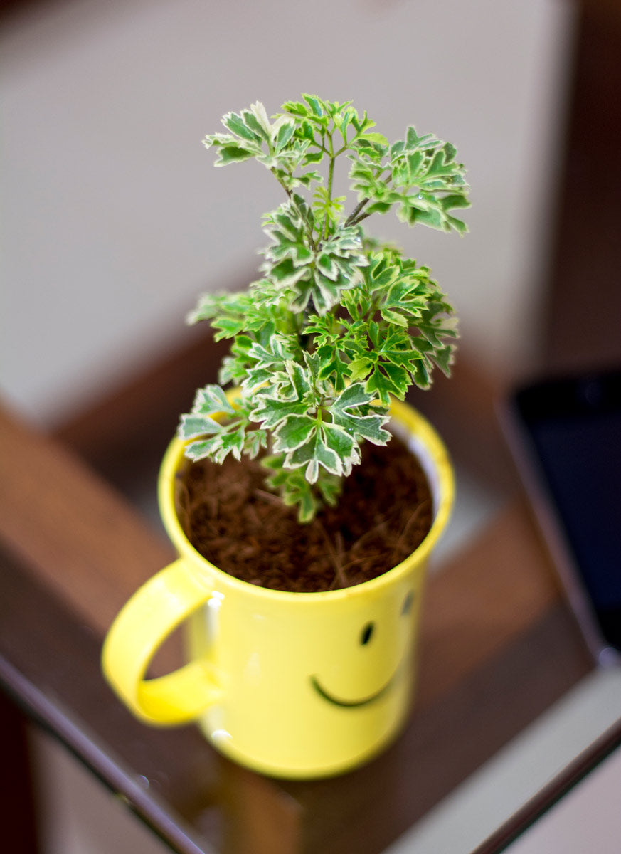 Aralia Variegated Plant in Smiley Cup