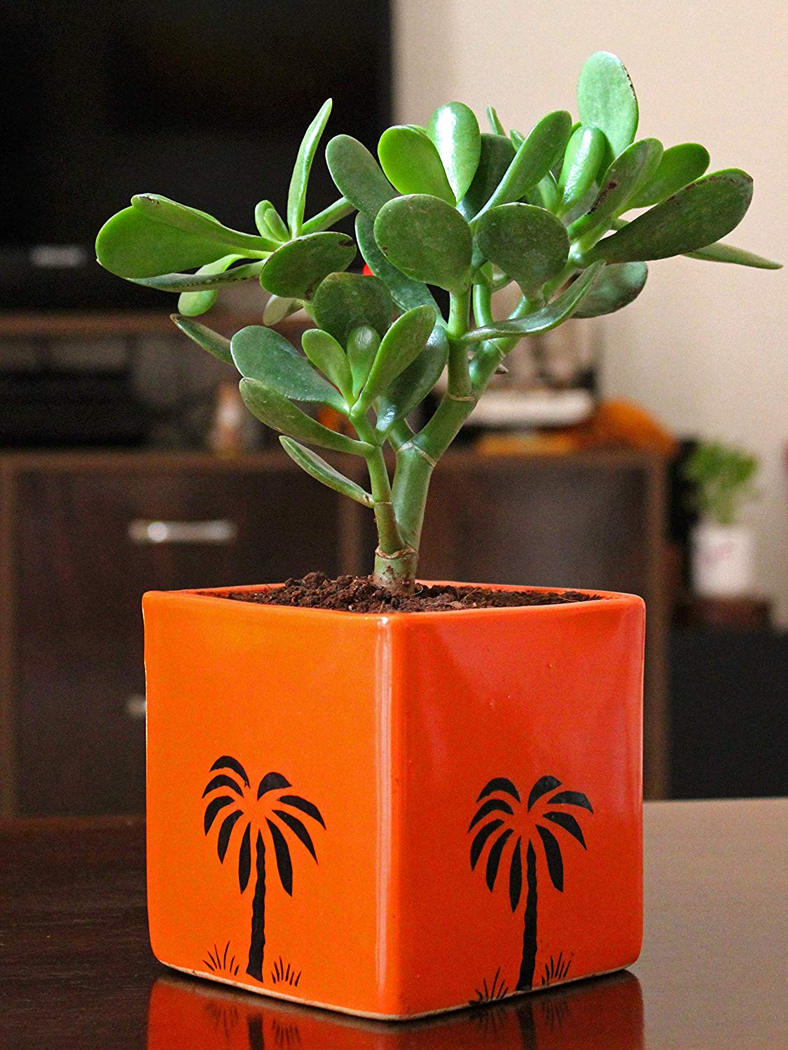 Good Luck Vastu Jade Crassula Plant - Buy Live Home Plant Online