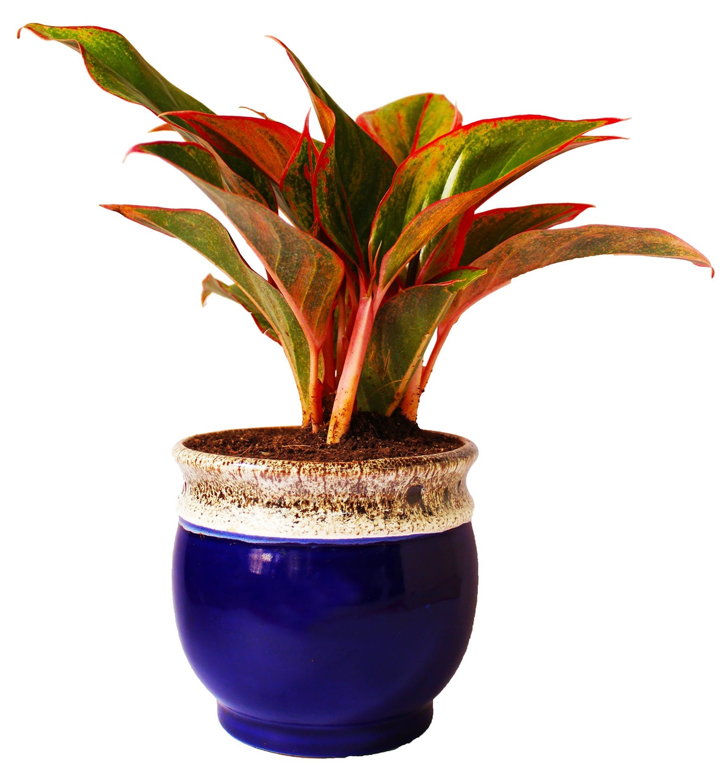 Rolling Nature Good Luck Air Purifying Red Aglaonema Siam Aurora Chinese Evergreen Plant In Blue Drip Glazed Pitcher Ceramic Pot
