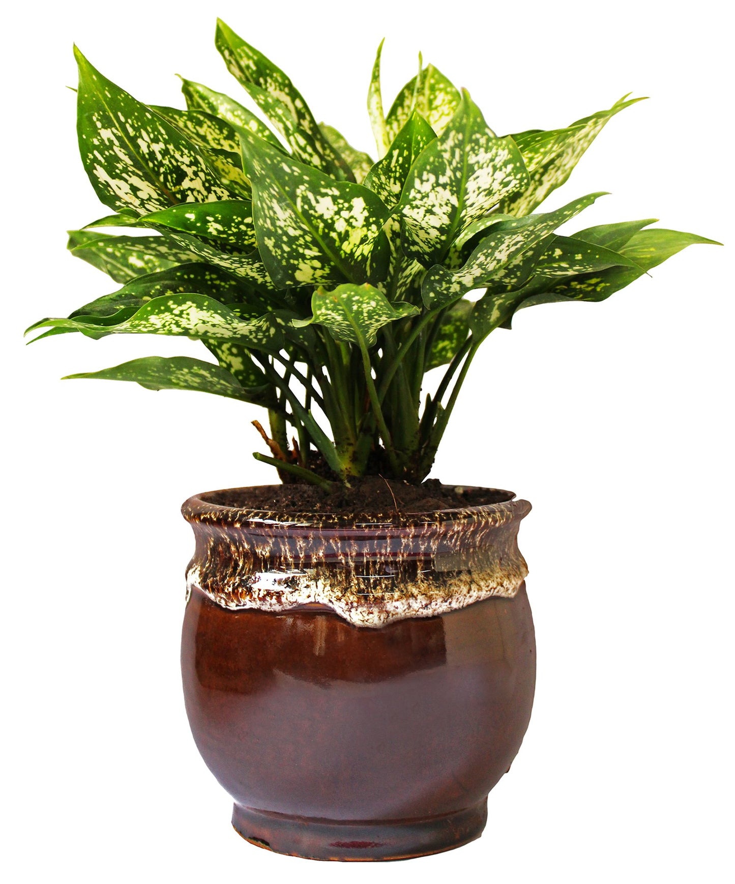 Rolling Nature Good Luck Air Purifying Green Aglaonema Snow White Chinese Evergreen Plant in Brown Drip Glazed Pitcher Ceramic Pot