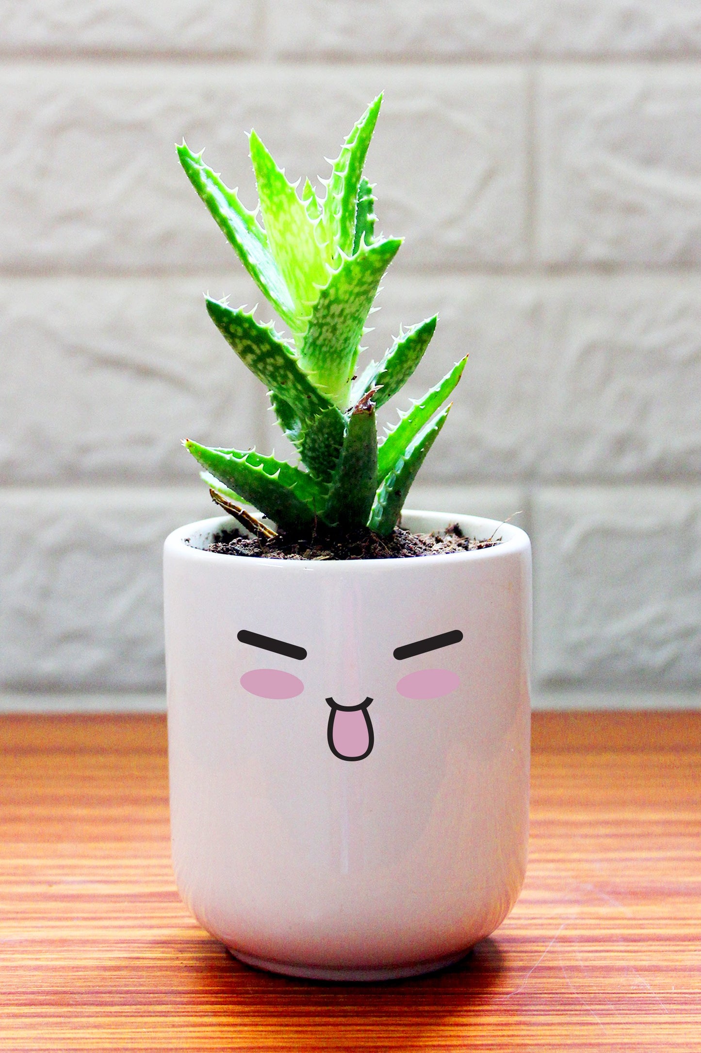 Cactus Plants in ceramic pots