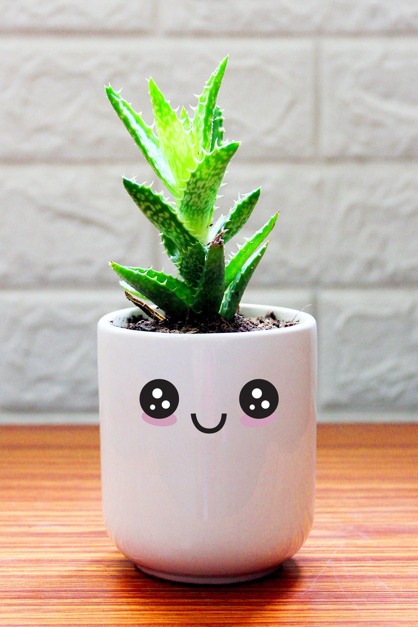 Cactus Plants in ceramic pots