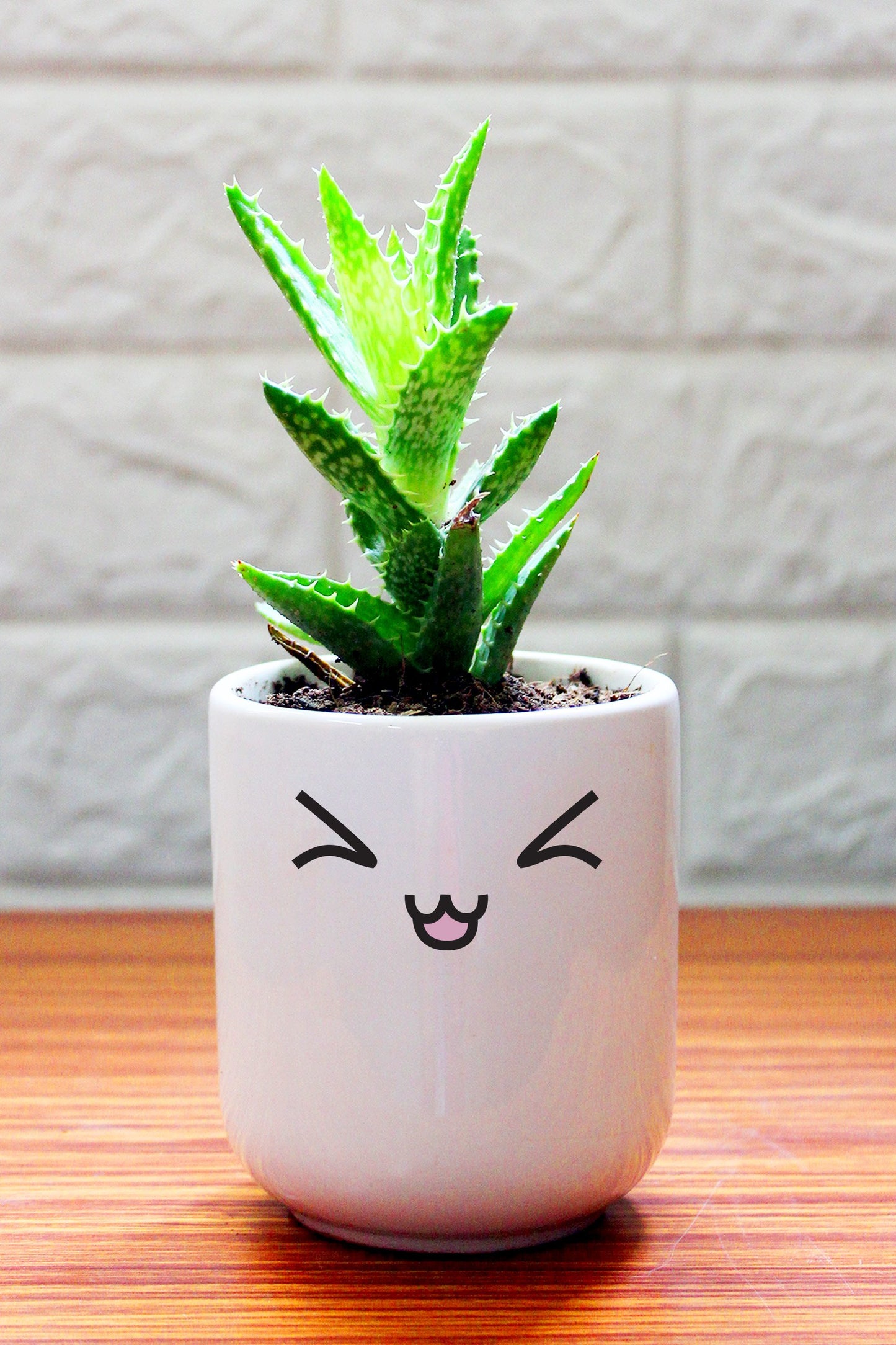 Cactus Plants in ceramic pots