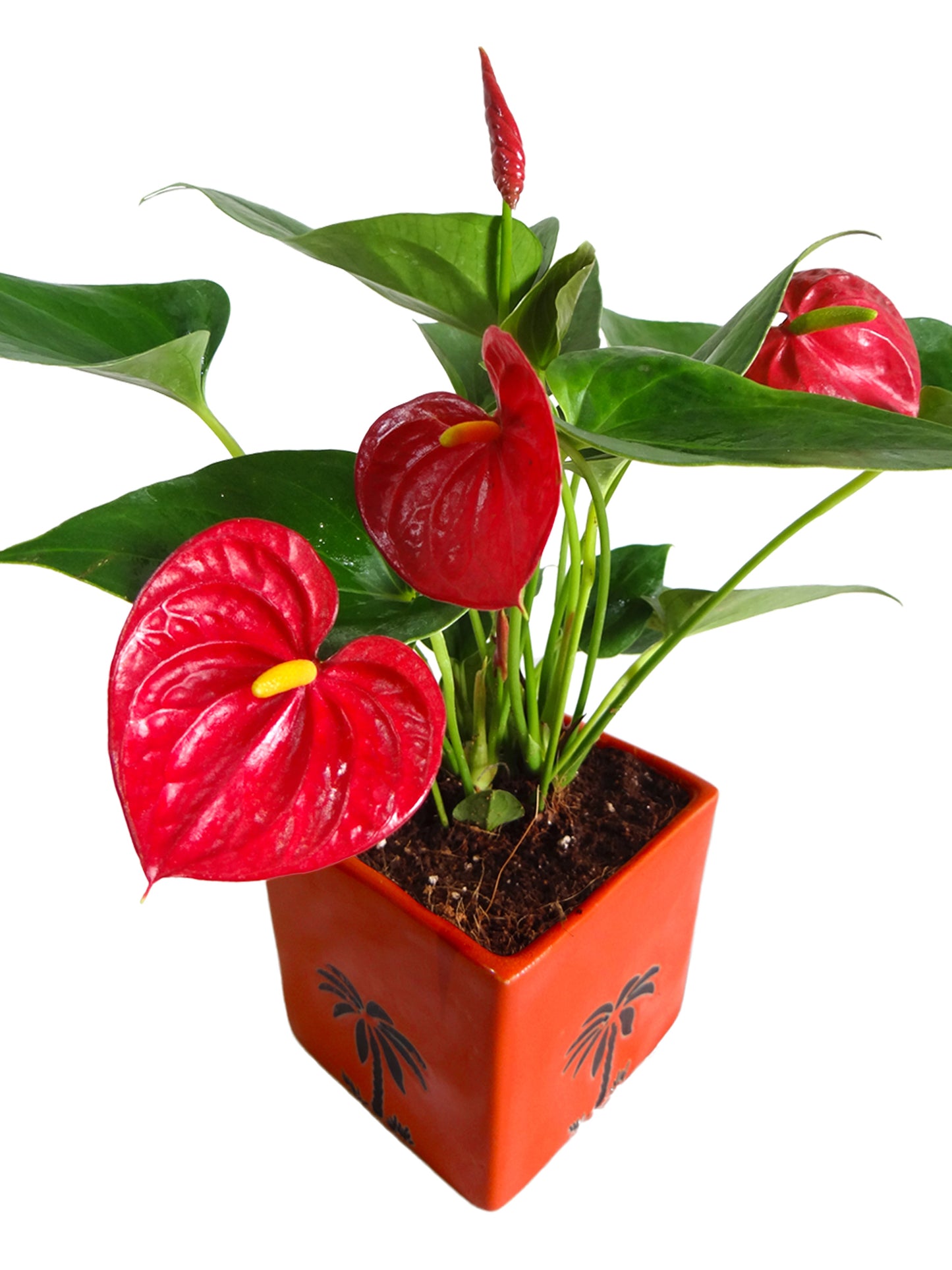 Exotic Anthurium Red Plant in Orange Cube Aroez Ceramic Pot