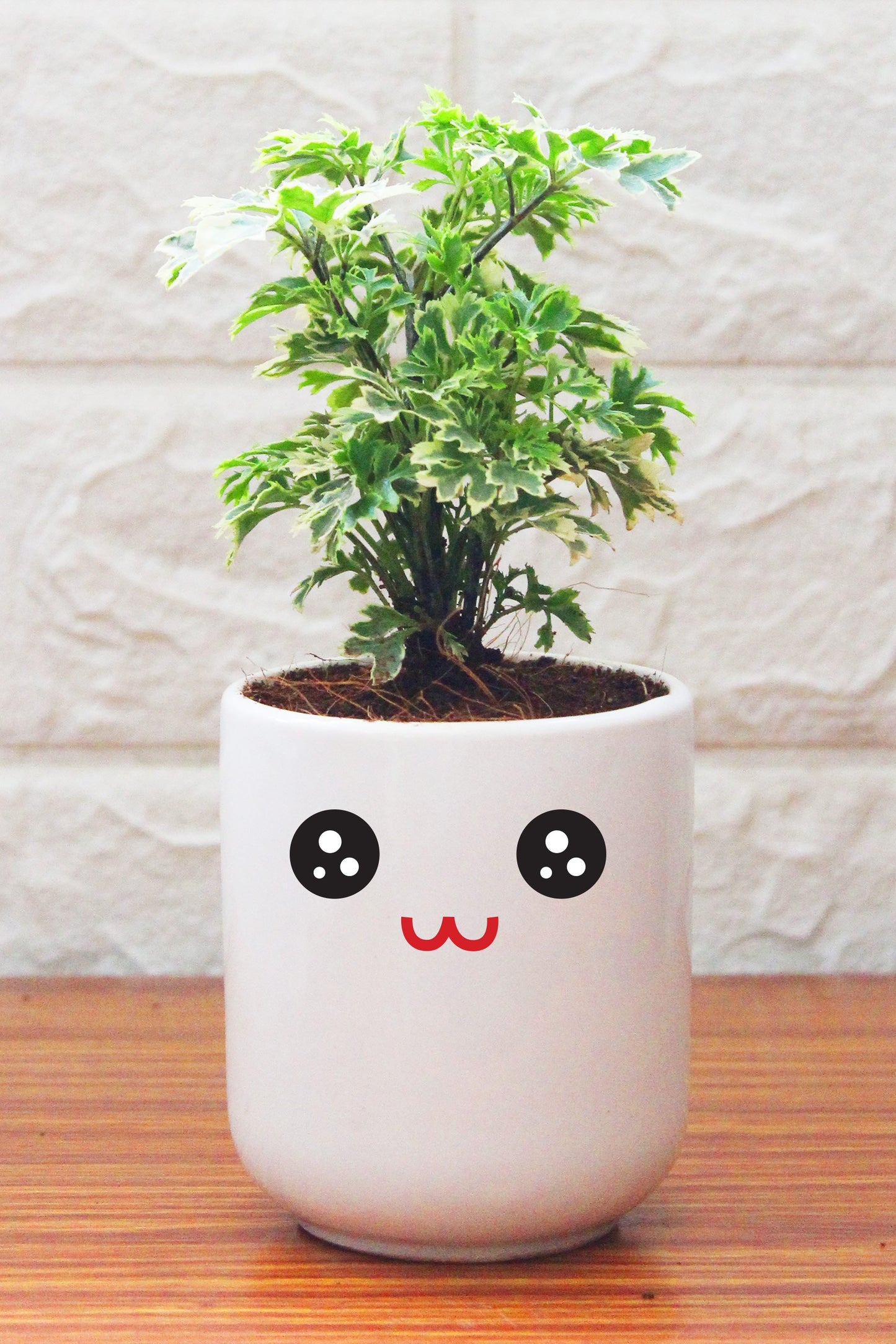 Aralia Plants in ceramic pots