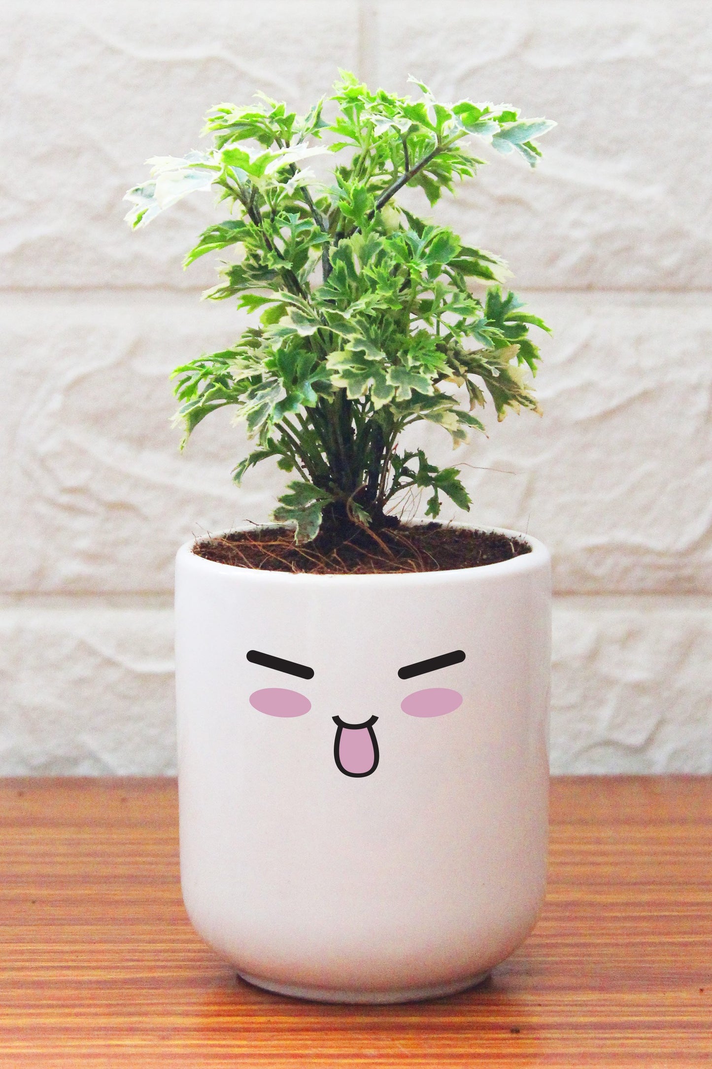 Aralia Plants in ceramic pots