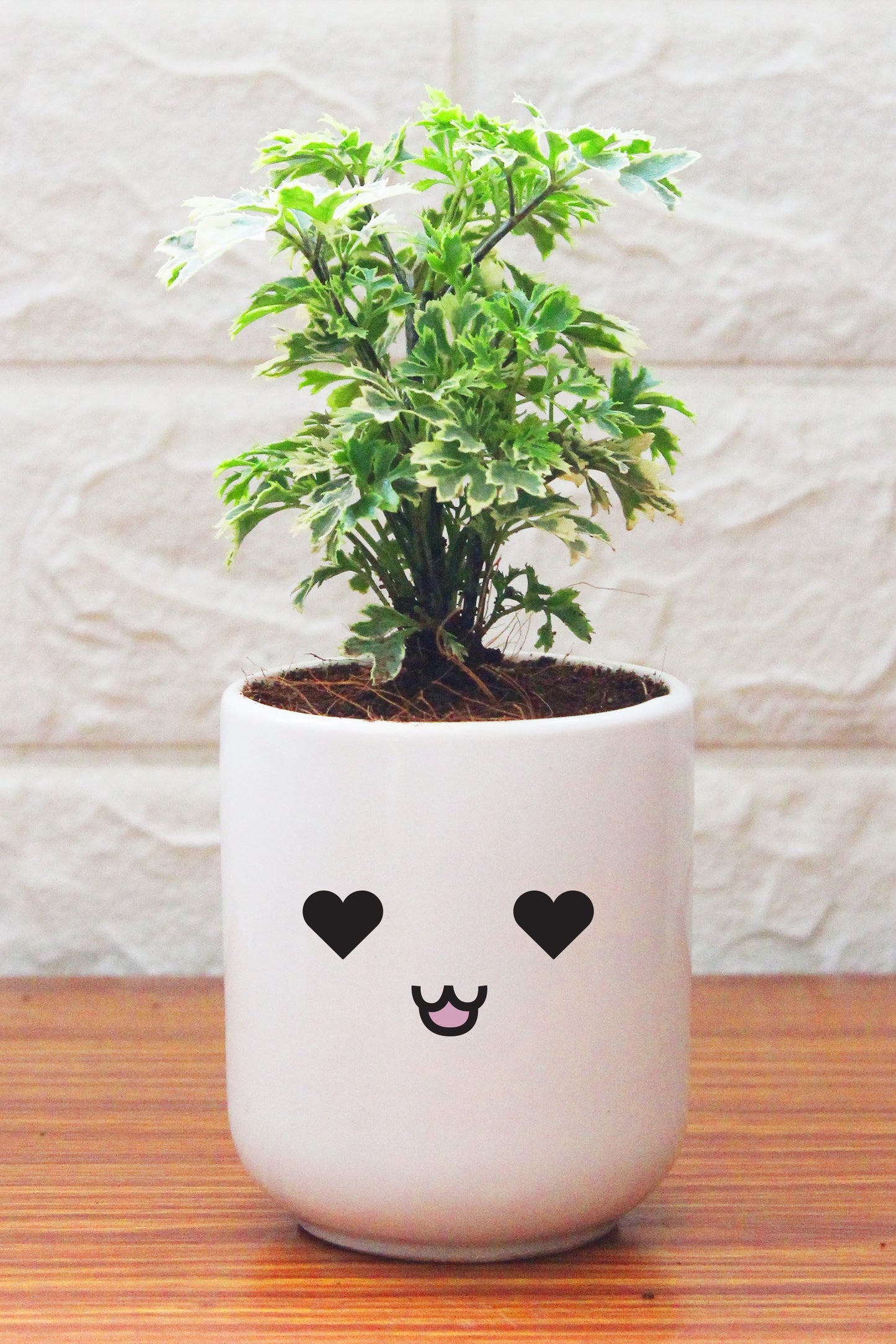 Aralia Plants in ceramic pots