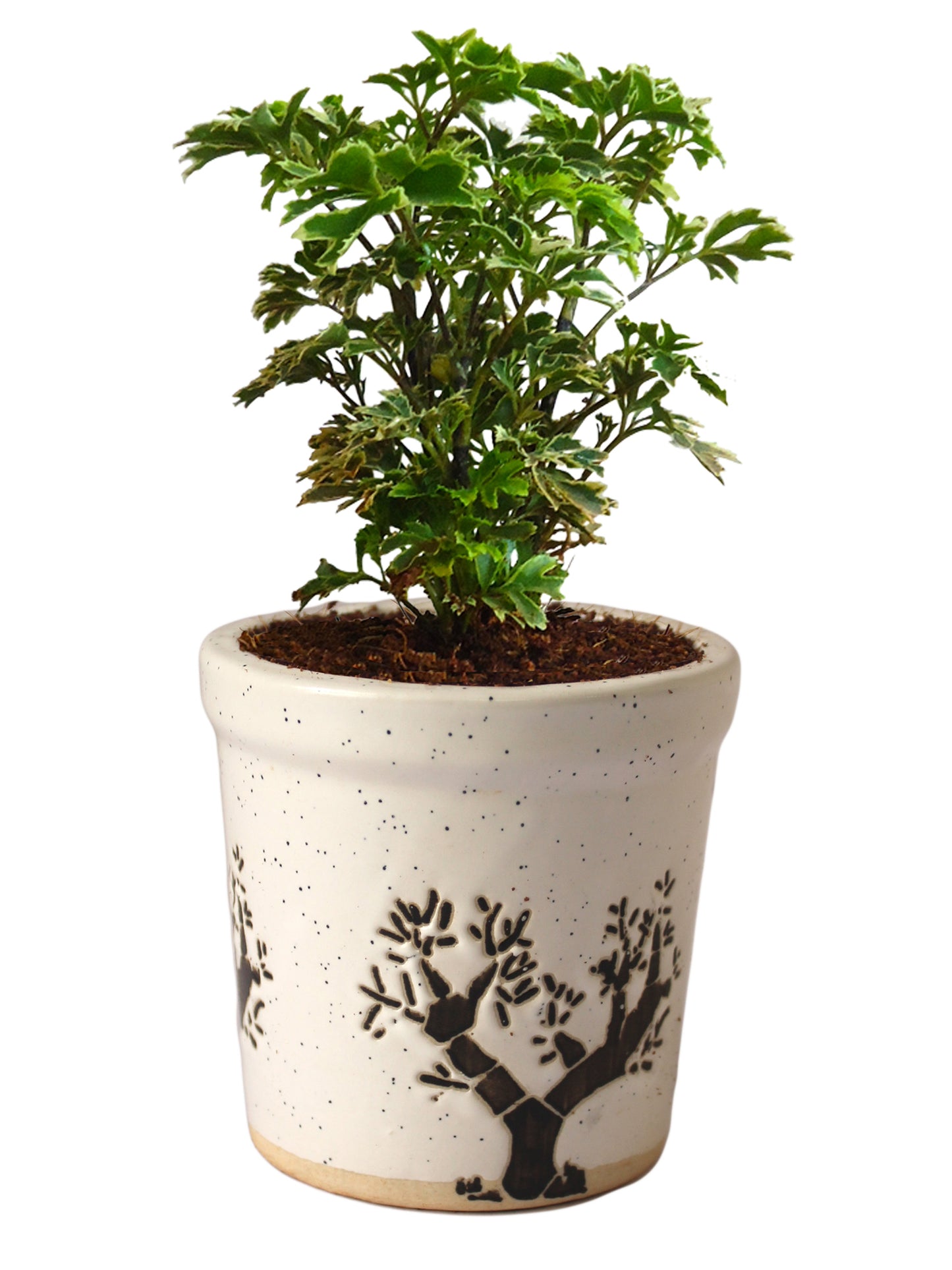 Aralia Variegated in White Jar Aorez Ceramic Pot