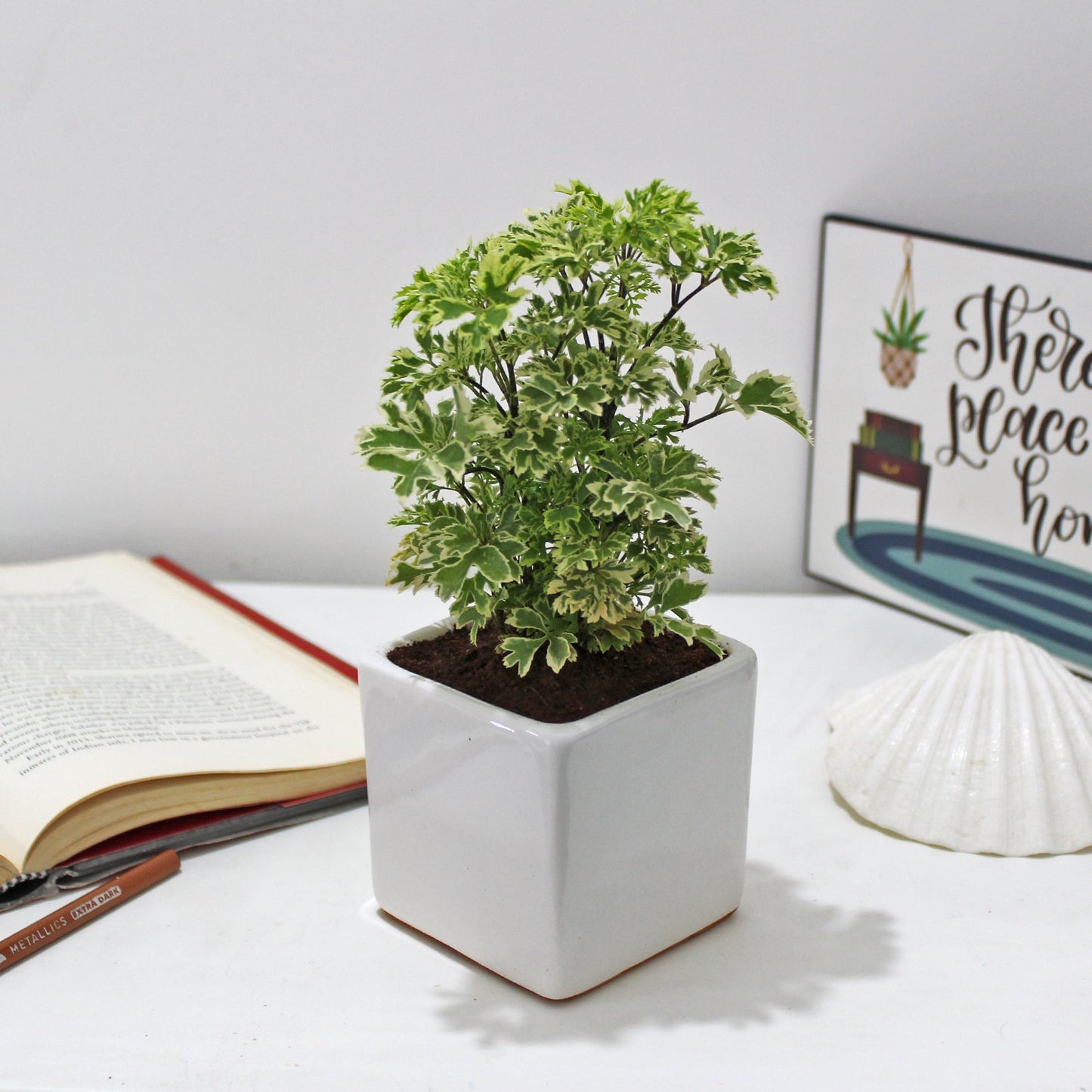 Rolling Nature Aralia Variegated Indoor Live Plant in White Square Glacier Ceramic pot
