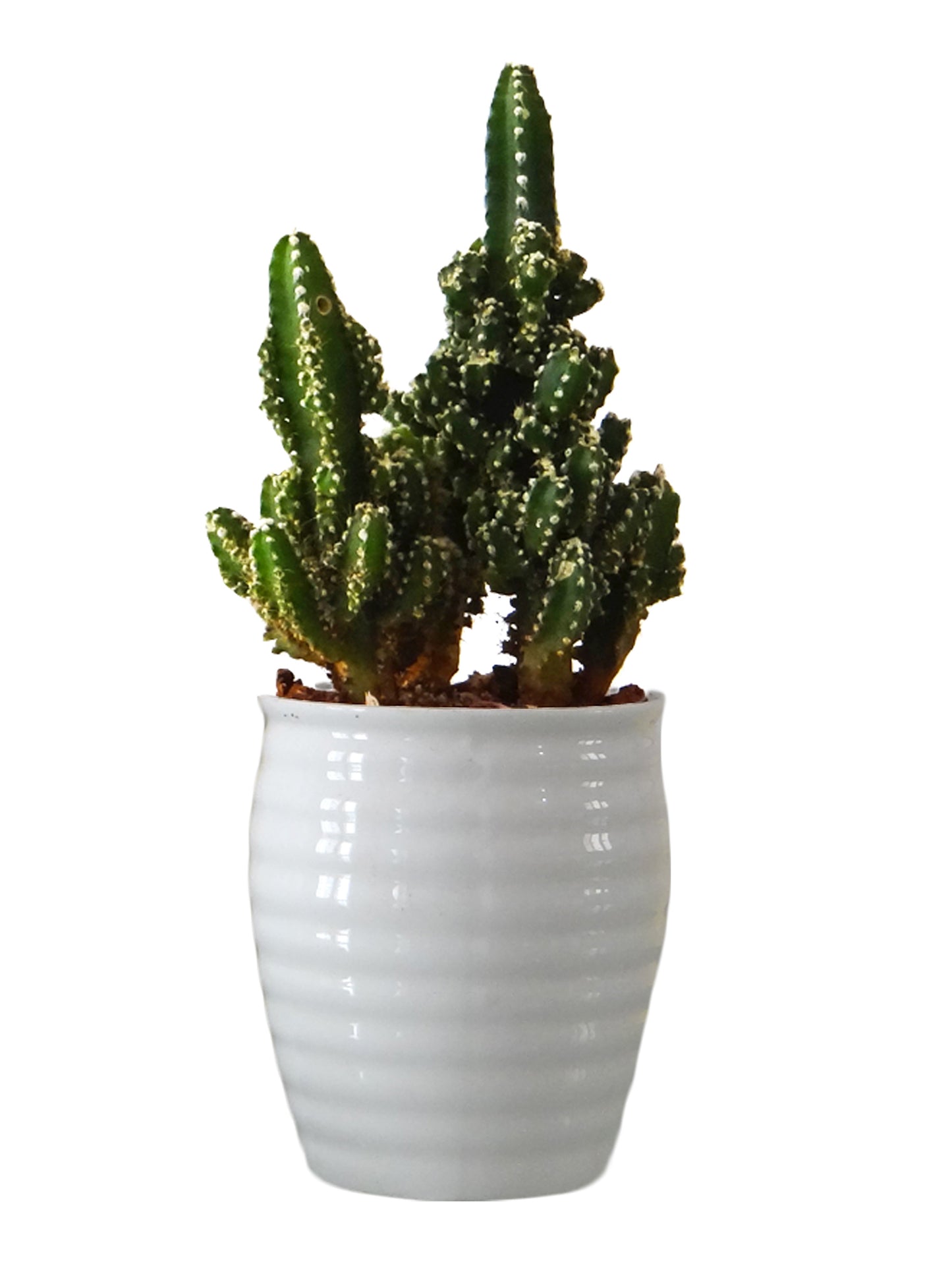 Cereus Fairy Castle Cactus Plant in White Ceramic Pot