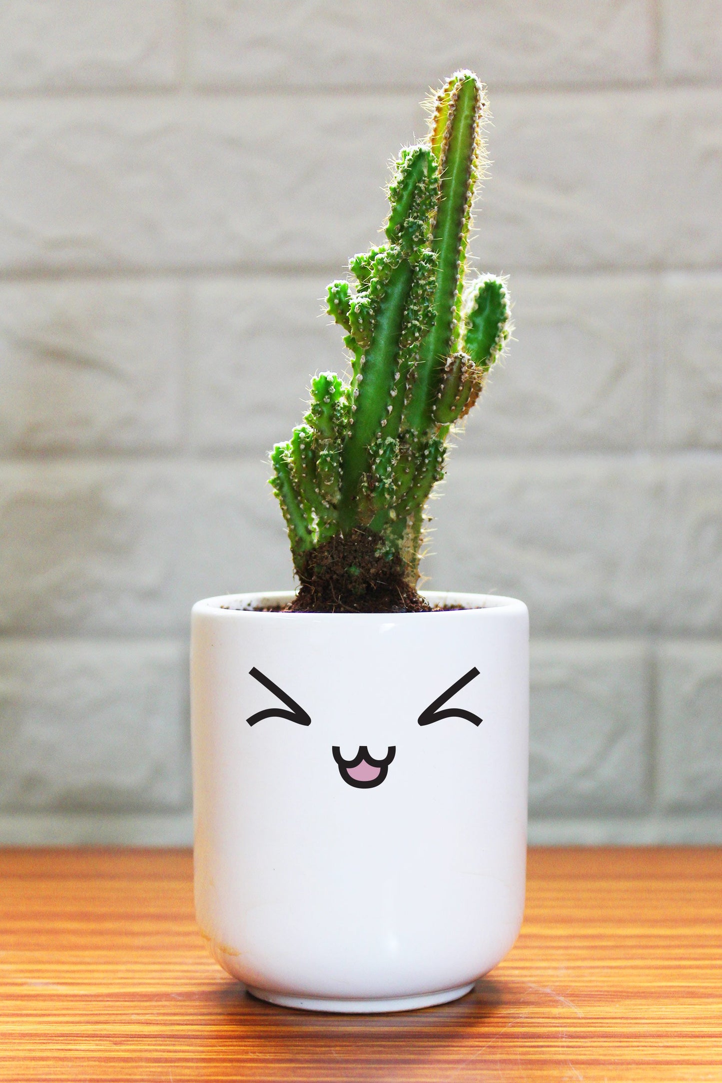 Cactus Plants in ceramic pots