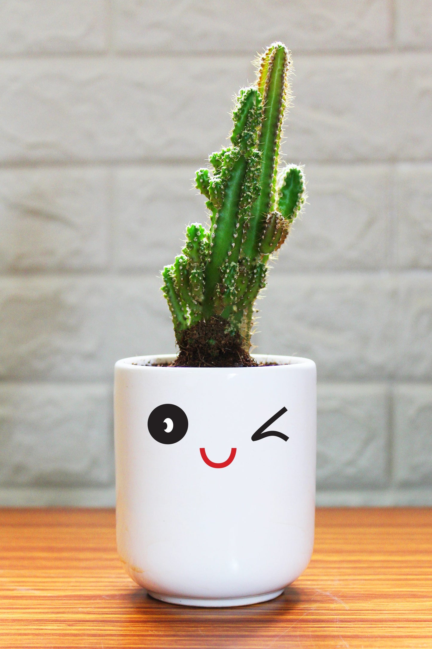 Cactus Plants in ceramic pots