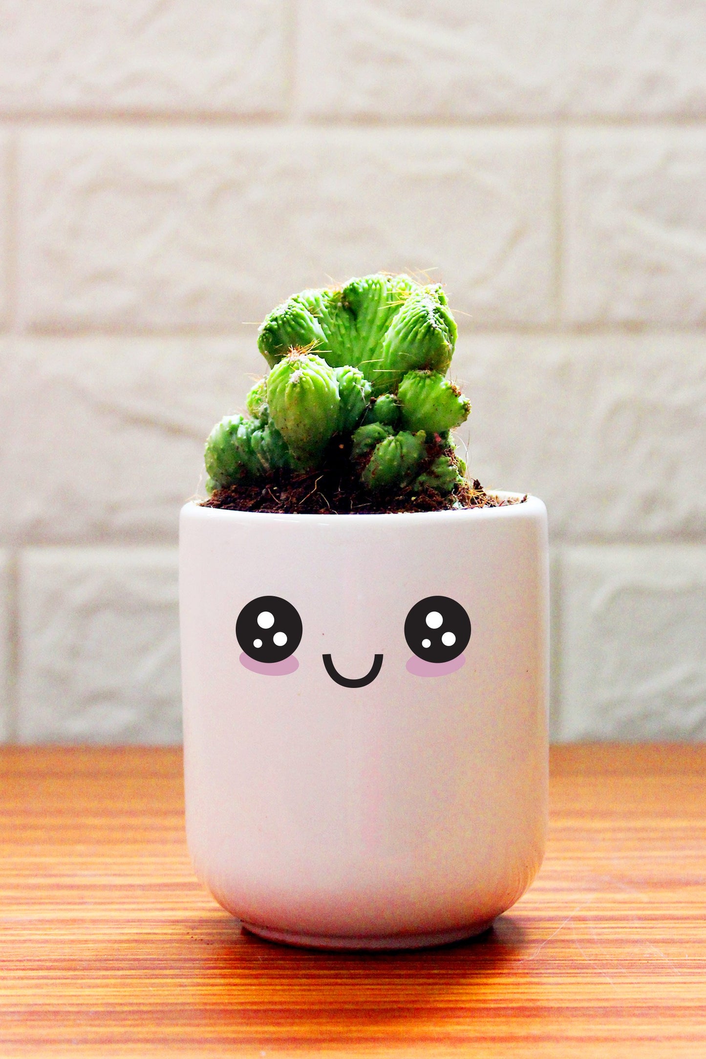 Cactus Plants in ceramic pots