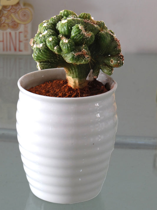 Cereus Monster Cactus Plant in White Ceramic Pot