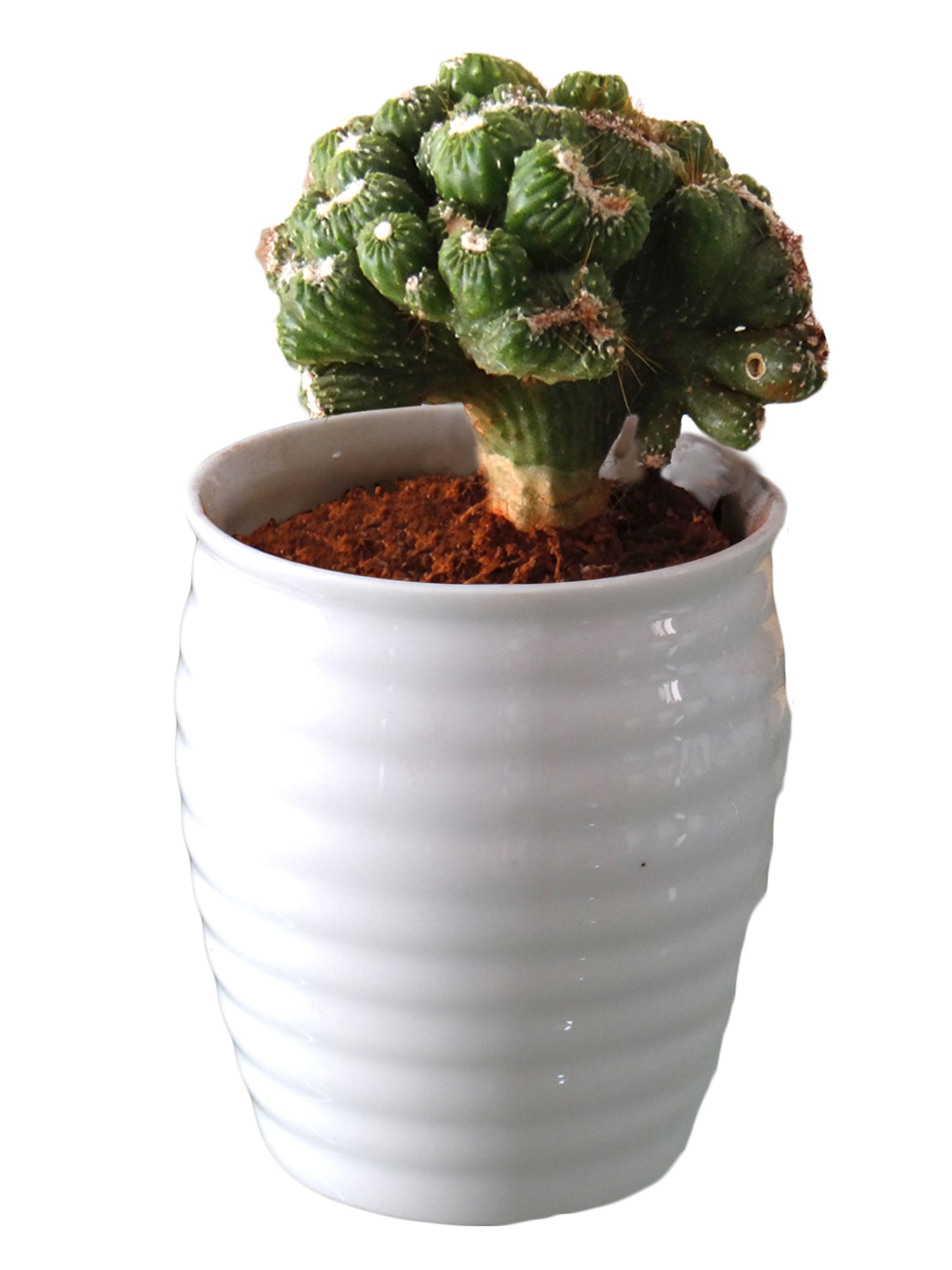 Cereus Monster Cactus Plant in White Ceramic Pot