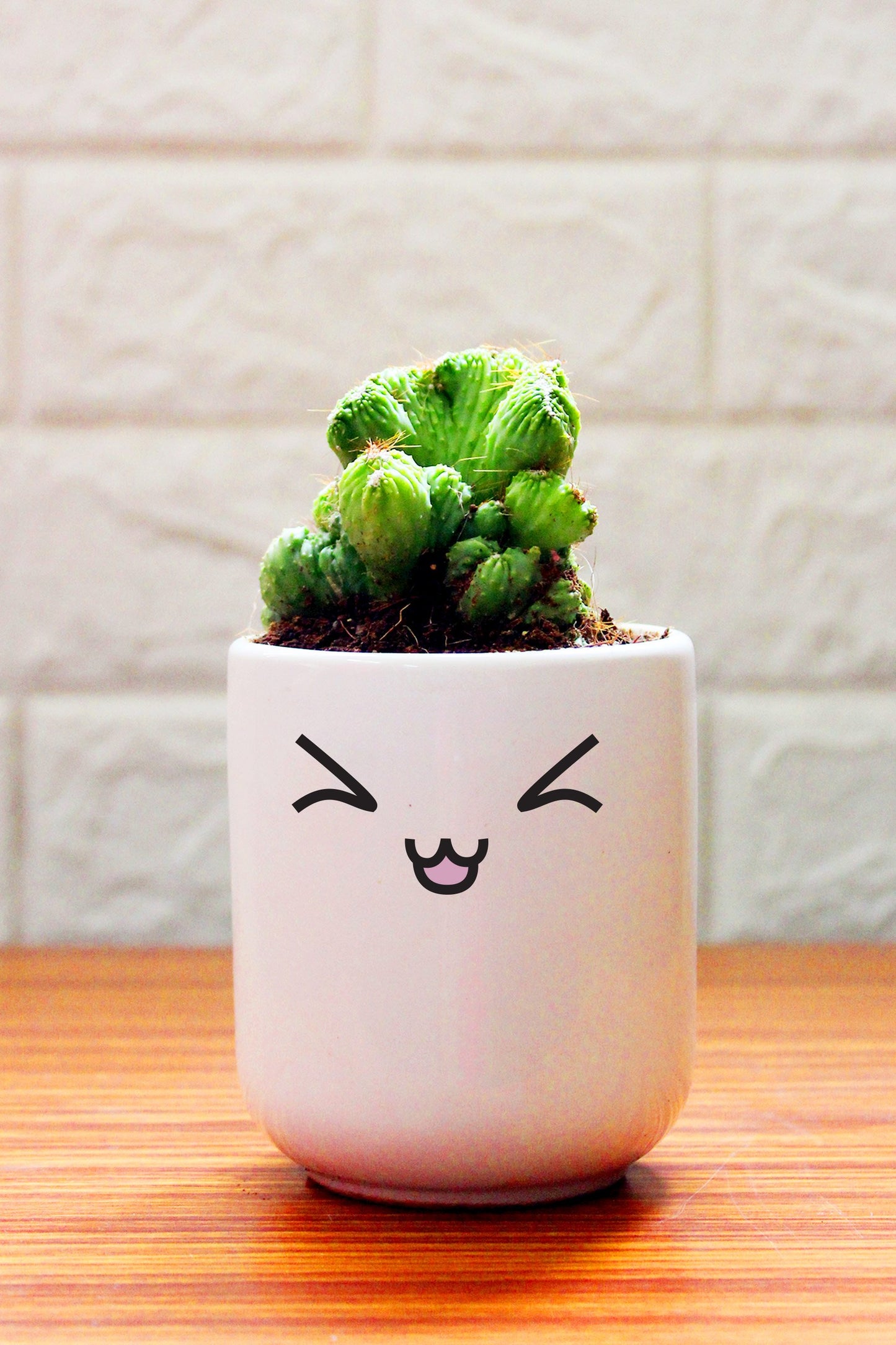 Cactus Plants in ceramic pots