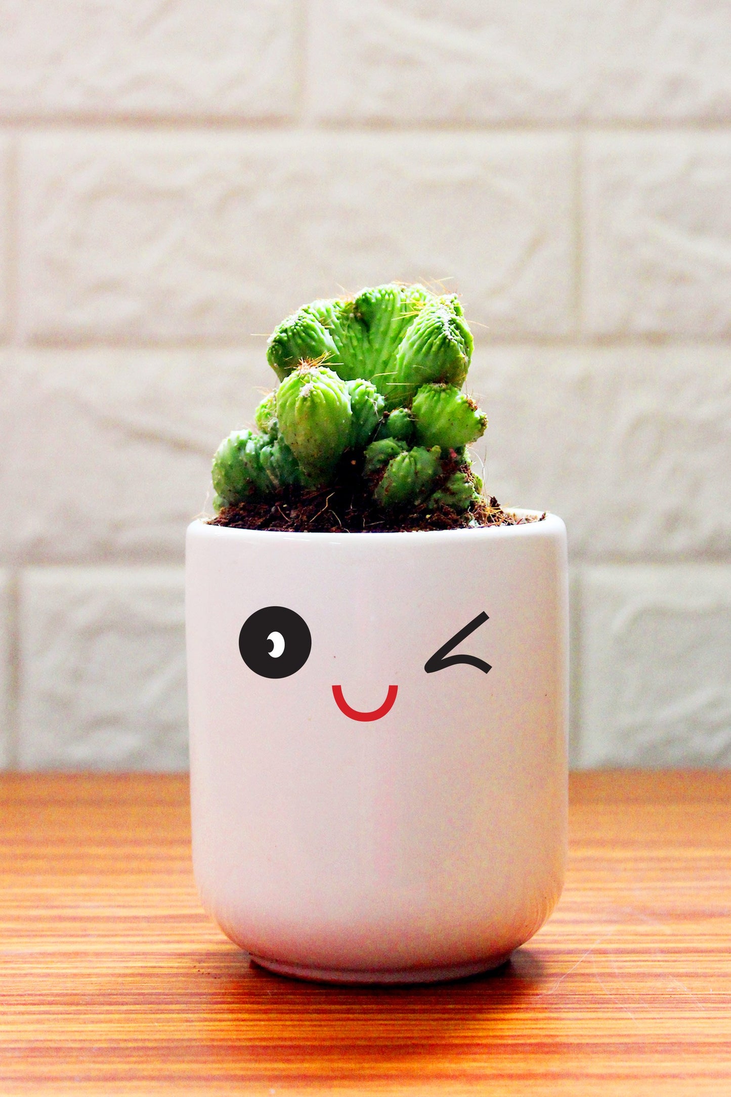 Cactus Plants in ceramic pots