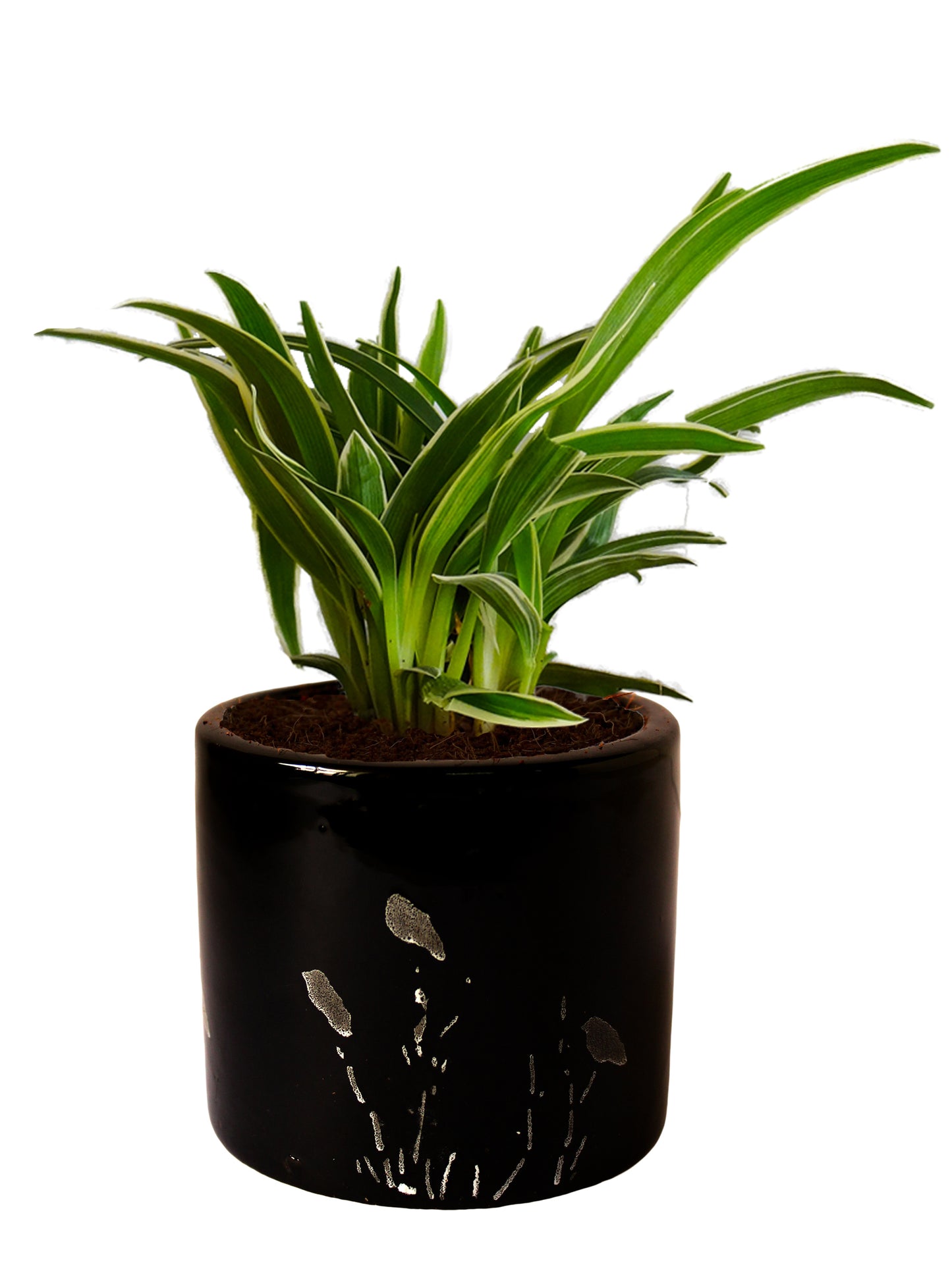 Air Purifying Spider Plant in Black Barrel Aroez Ceramic Planter