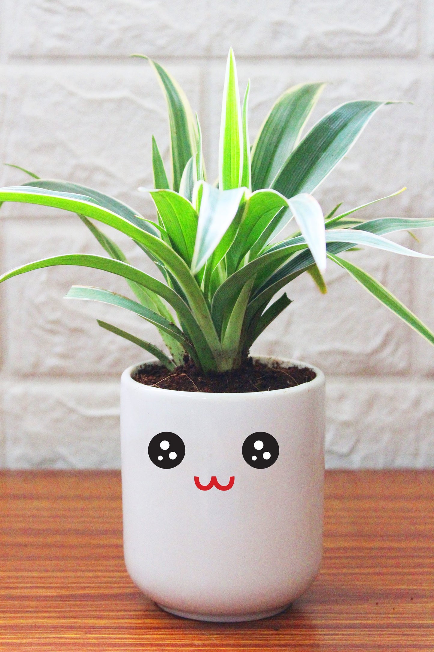 Spider Plants in ceramic pots
