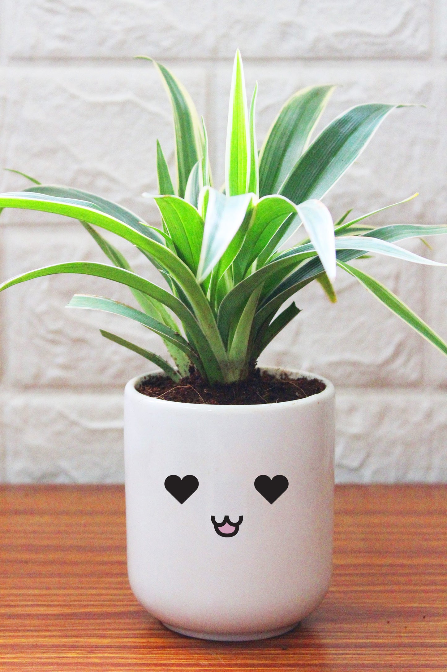 Spider Plants in ceramic pots