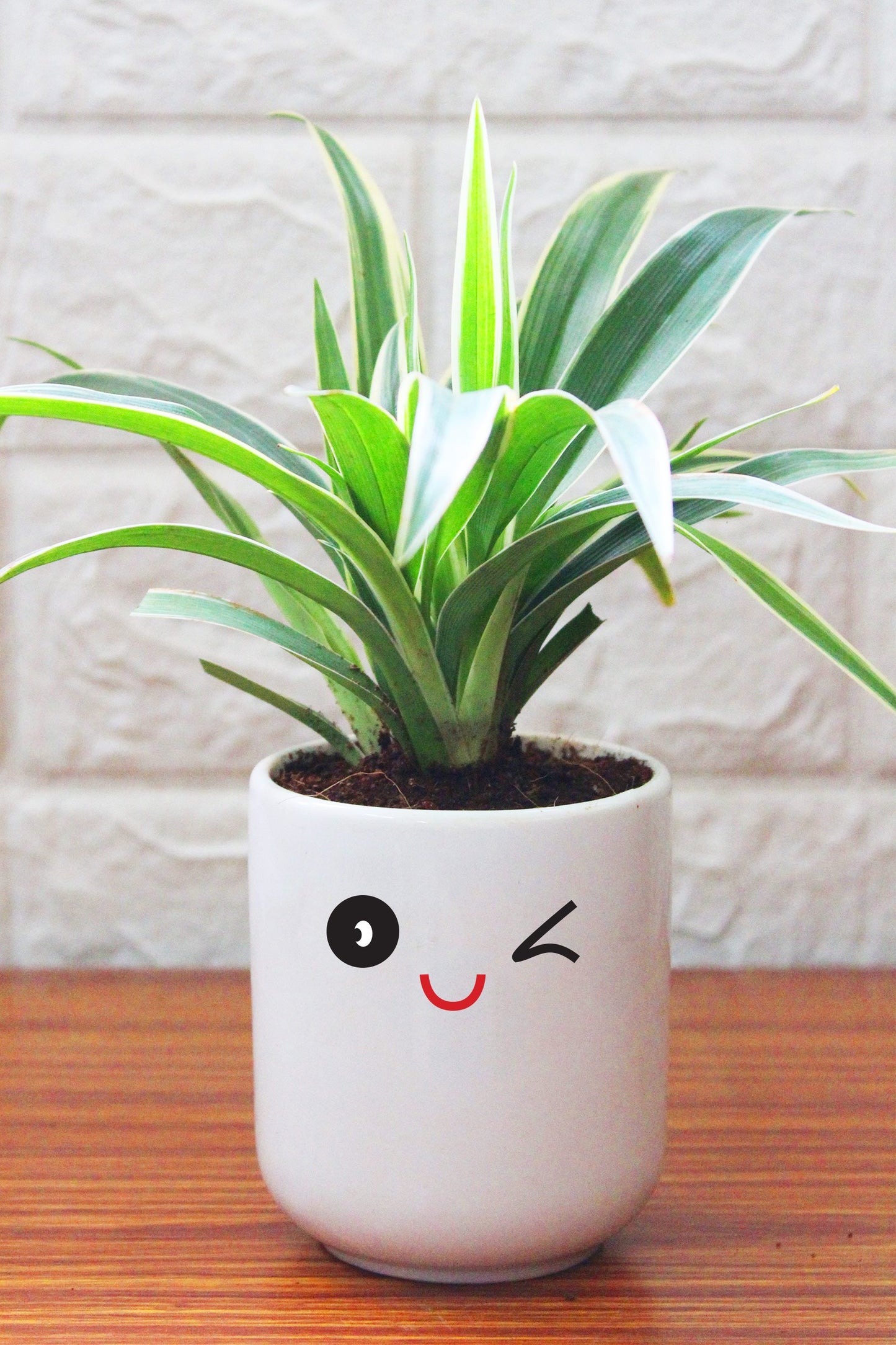 Spider Plants in ceramic pots
