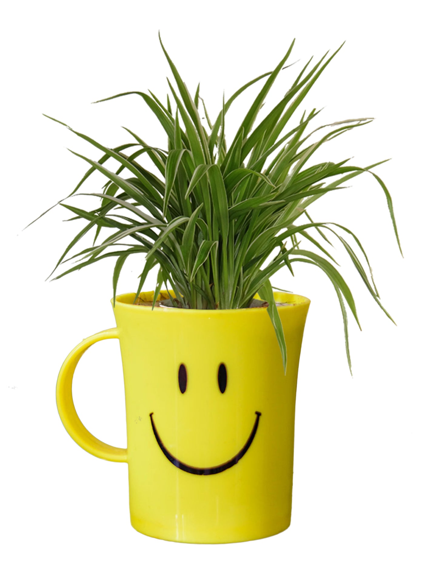 Air Purifying Spider Plant in Smiley Cup