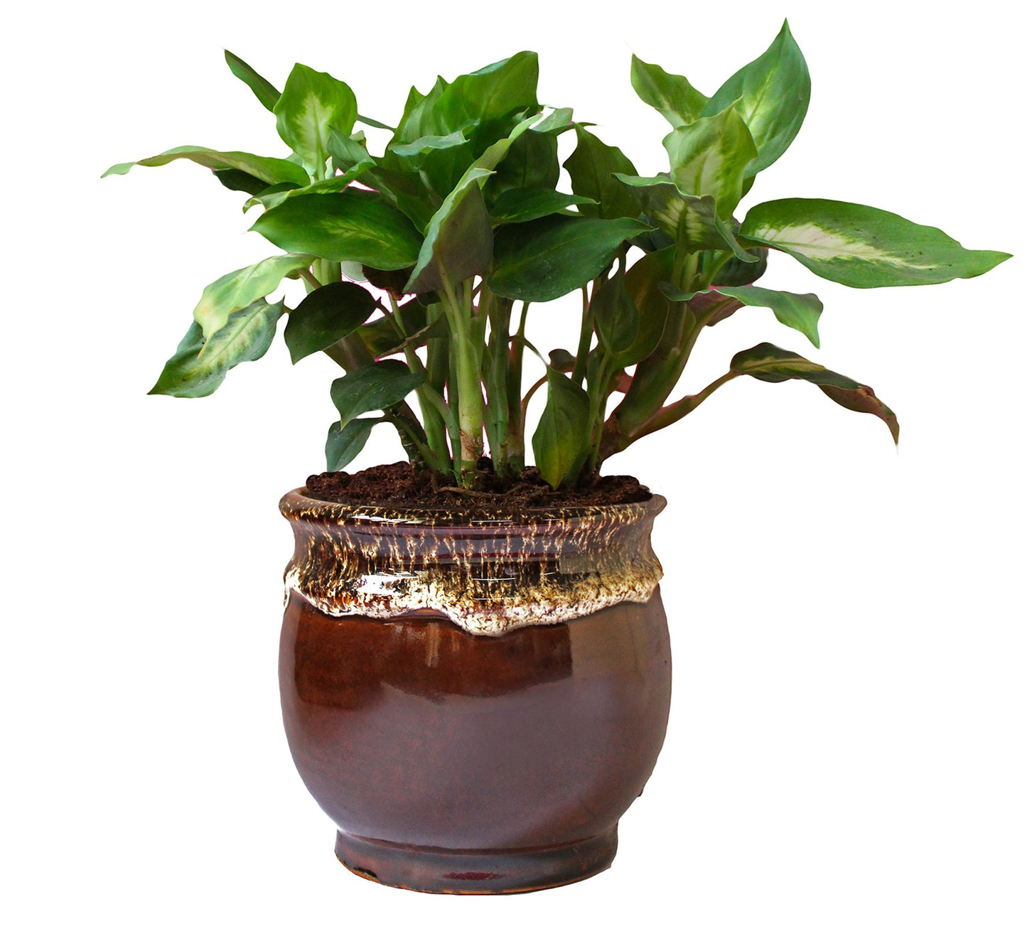 Rolling Nature Dieffenbachia Camilla Plant in Brown Drip Glazed Pitcher Ceramic Pot
