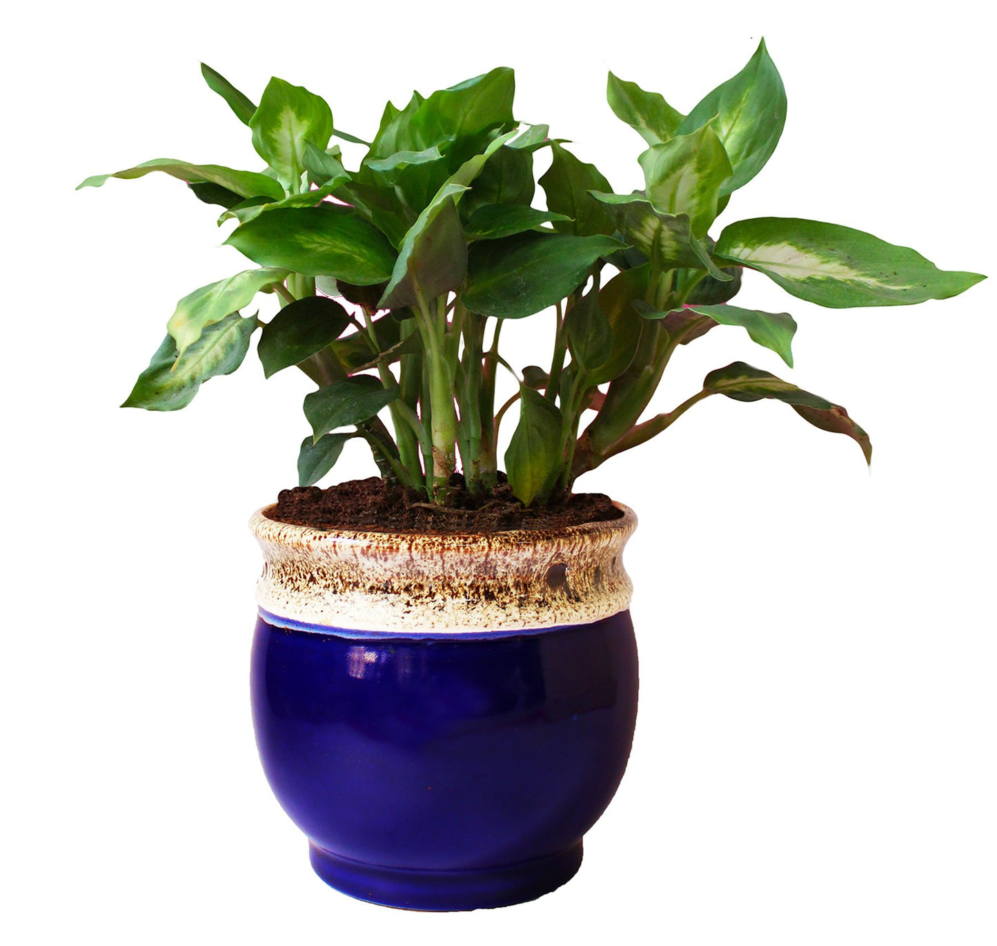 Rolling Nature Dieffenbachia Camilla Plant in White Drip Glazed Pitcher Ceramic Pot