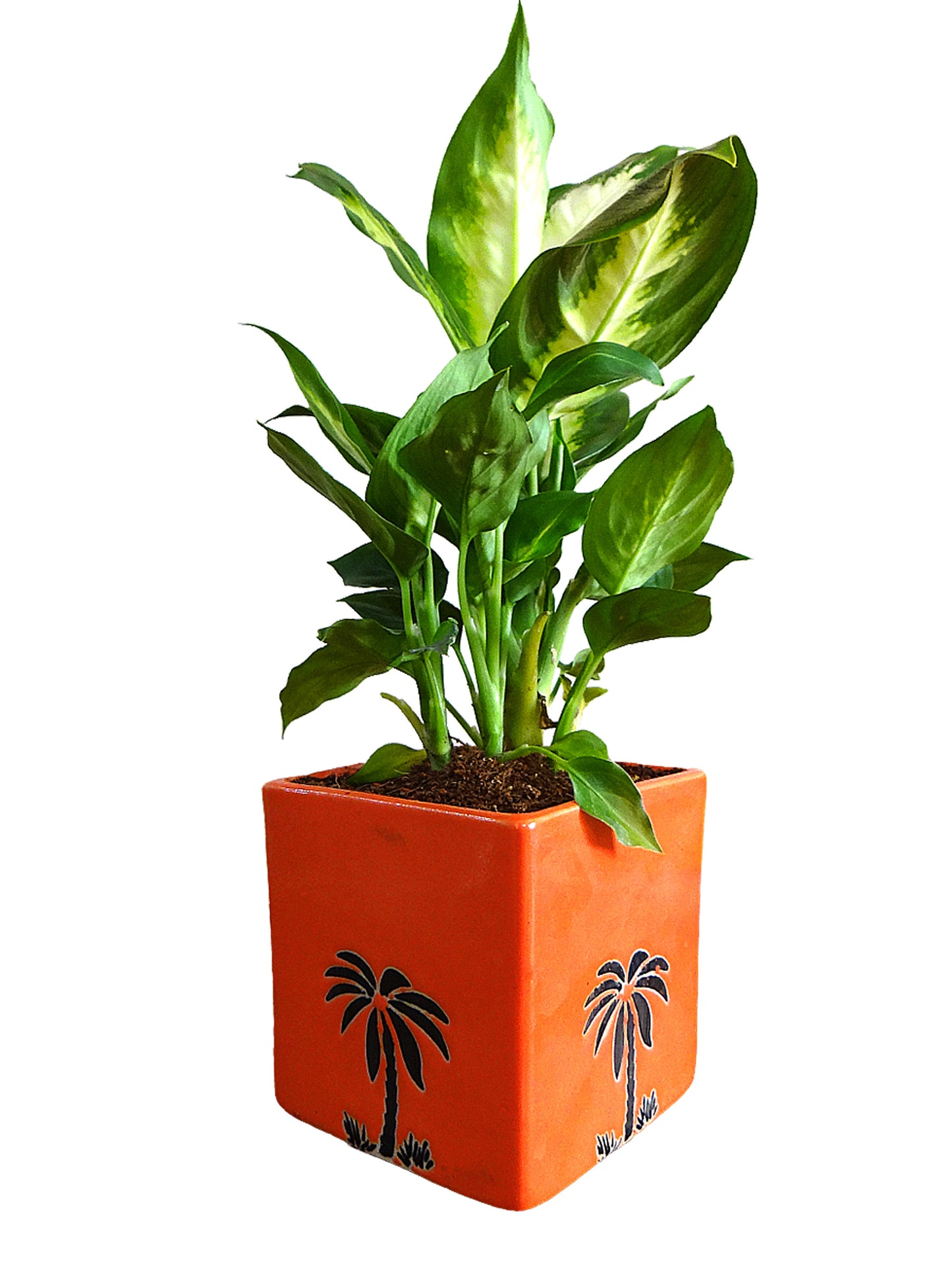Dieffenbachia Camilla Plant in Orange Cube Aroez Ceramic Pot