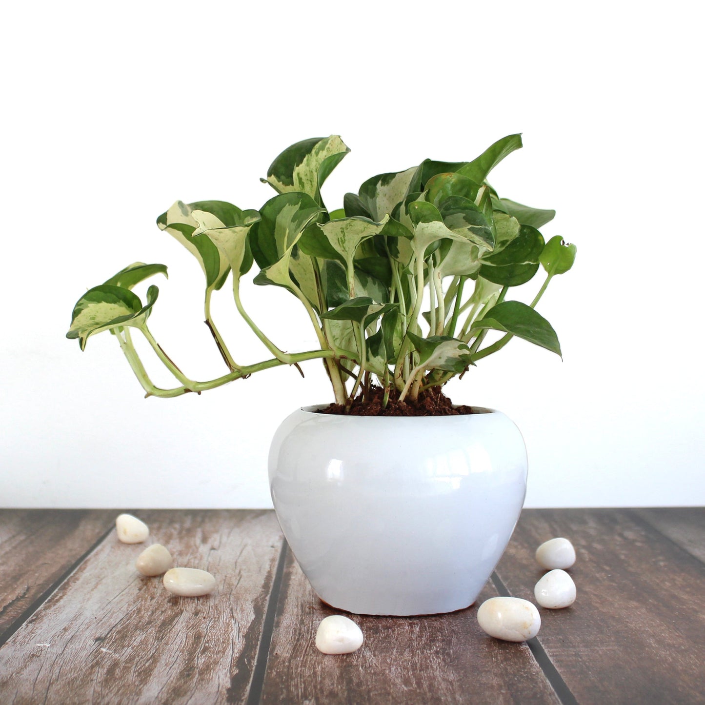 Rolling Nature Live Indoor Plant Njoy Money Plant in White Apple Glacier Ceramic Pot
