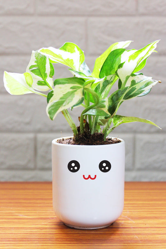 Money Plants in ceramic pots