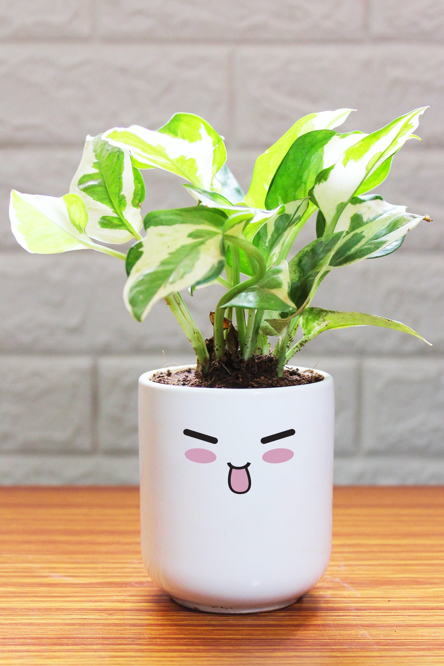 Money Plants in ceramic pots