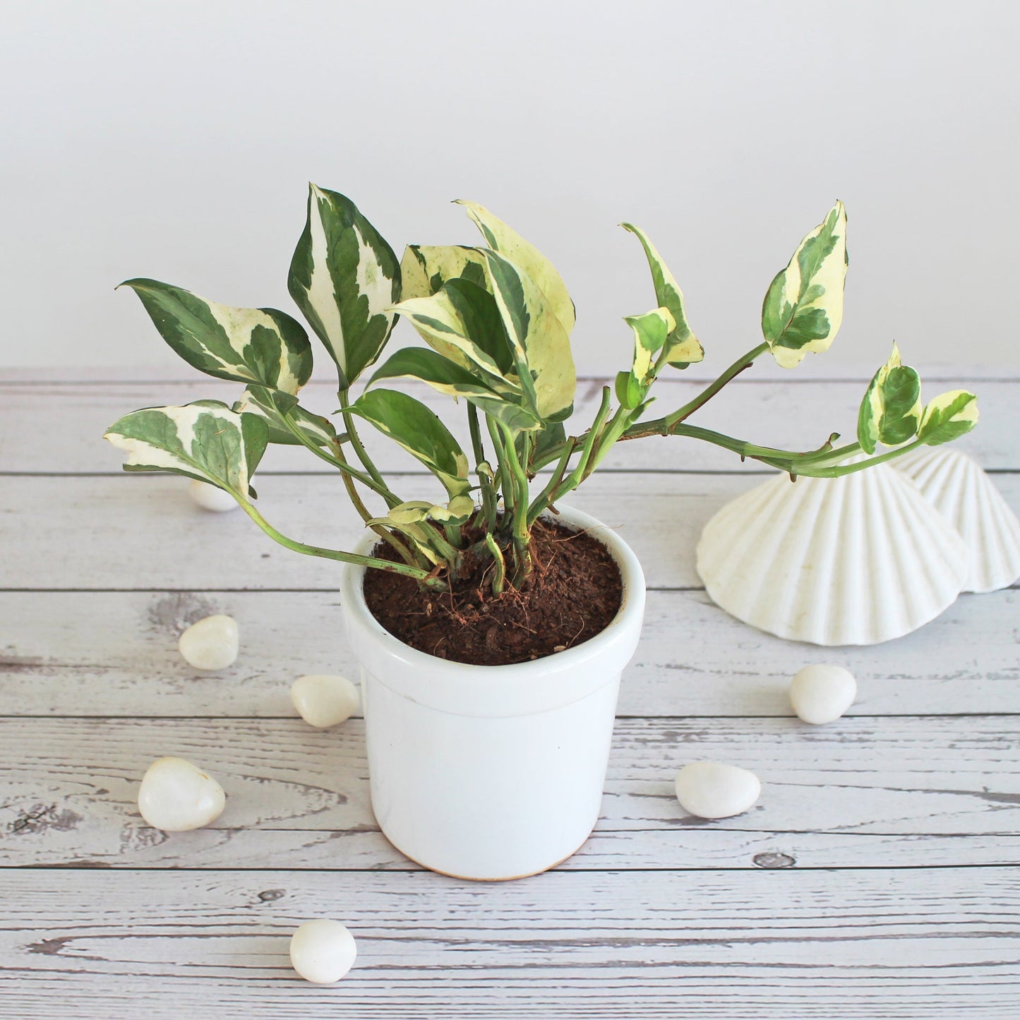 Rolling Nature Air Purifying Good Luck Njoy Money Plant Indoor Plant in White Jar Glacier Ceramic Pot